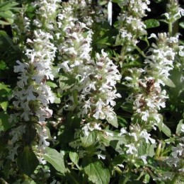 Живучка ползучая Альба