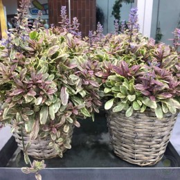 Живучка ползучая Принцесса Надя