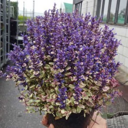 Живучка ползучая Принцесса Надя