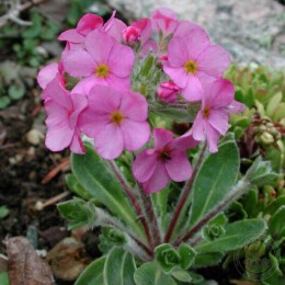 Проломник ветвистый