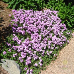 Проломник ветвистый