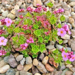 Проломник молодиловидный