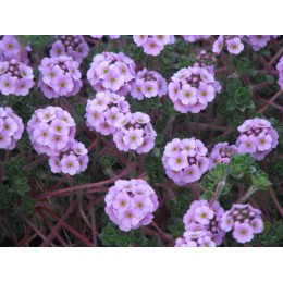 Проломник молодиловидный