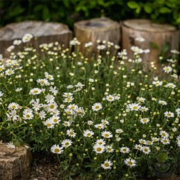 Пупавка карпатская Карпатеншнее