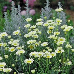 Пупавка гибридная Сос Олландез