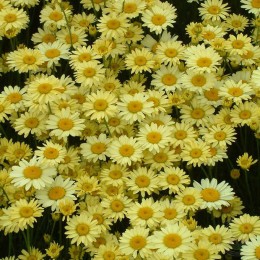 Пупавка гибридная Воргрейв