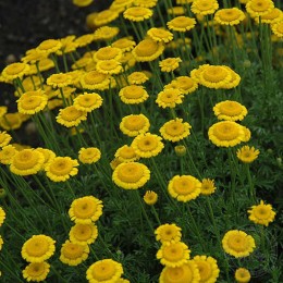 Пупавка красильная Шарме