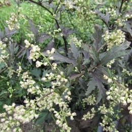 Полынь Дарк Делайт