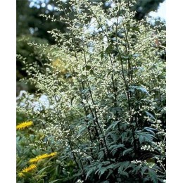 Полынь молочноцветковая Гуйчжоу