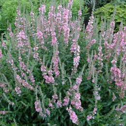 Дербенник ивоподобный Блаш