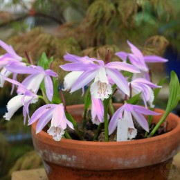 Плейоне формозская