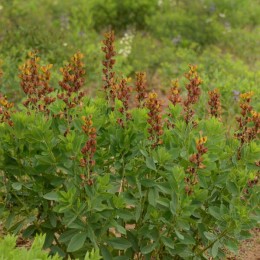 Баптизия Брауни Пойнтс