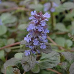 Живучка ползучая Атропурпуреа