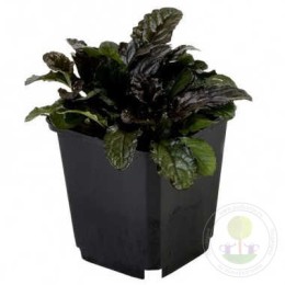 Живучка ползучая Атропурпуреа