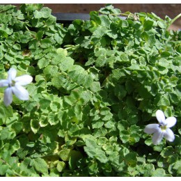 Изотома / Лаурентия речная