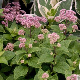 Посконник сомнительный Литл Джо