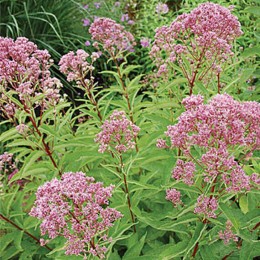 Посконник сомнительный Литл Джо