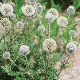 Мордовник шароголовый Арктик Глоу