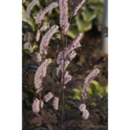 Цимицифуга / Актея простая Хиллсайд Блек Бьюти