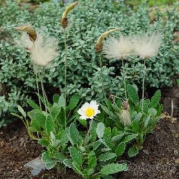 Дриада Зюндермана