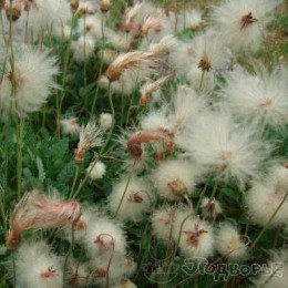 Дриада Зюндермана