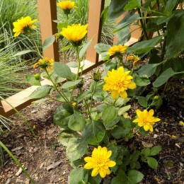 Подсолнечник десятилепестковый Саншайн Дэйдрим