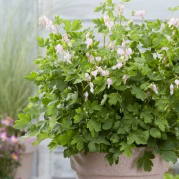 Дицентра великолепная Купид