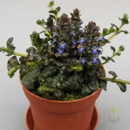 Живучка пирамидальная Металлика Криспа