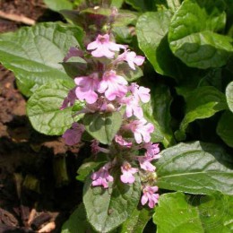 Живучка ползучая Пёрпл Тач