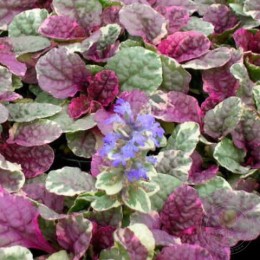 Живучка ползучая Рэйнбоу