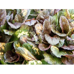 Живучка ползучая Рэйнбоу