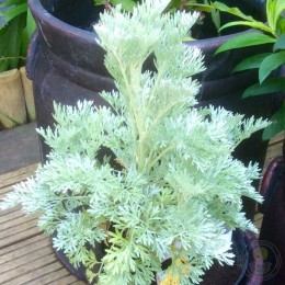 Полынь горькая Ламбрук Сильвер