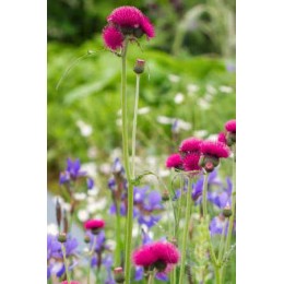 Бодяк ручейный Атропурпуреум