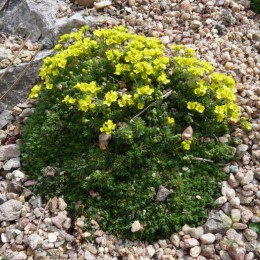 Драба бруниелистная