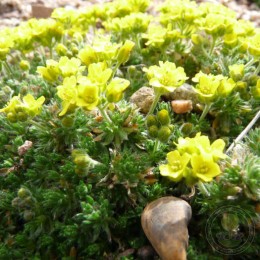 Драба бруниелистная