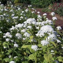 Посконник морщинистый Лаки Мелоди