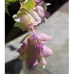 Душица круглолистная Кент Бьюти