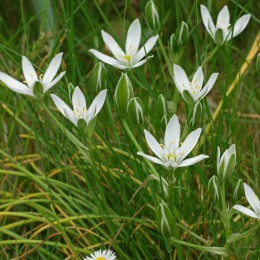 Птицемлечник зонтичный