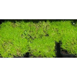 Мшанка шиловидная Ауреа