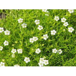 Мшанка шиловидная Ауреа