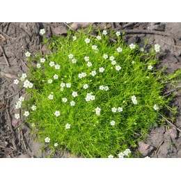 Мшанка шиловидная Ауреа