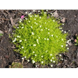 Мшанка шиловидная Ауреа