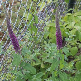 Дубровник гирканский Парадайс Делайт