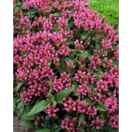 Черноголовка крупноцветковая Карминеа