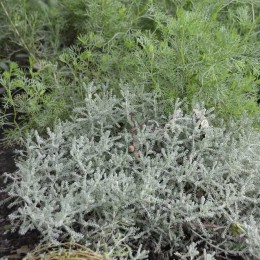 Сантолина кипарисовидная