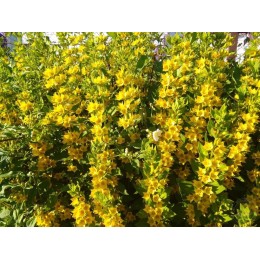 Вербейник точечный