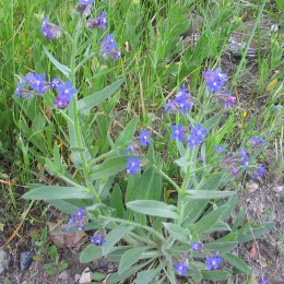 Анхуза / Воловик итальянская