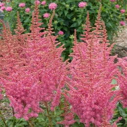 Астильба китайская Корал Айленд