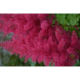 Астильба Арендса Хэви Метал