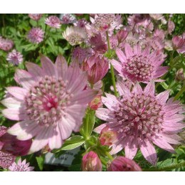 Астранция / Звездовка большая Лола